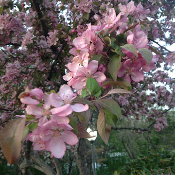 Cherry blossoms at Rosewood